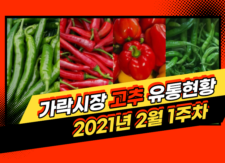  경매사가 알려드립니다. 가락시장 2월1주차 고추 유통현황