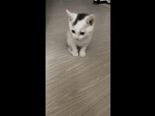  흰둥이 입양스토리 - 고양이 입양방법 ~ 