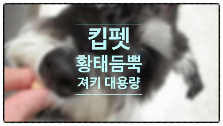  강아지져키 킵펫 황태듬뿍 노즈워크 져키로 강아지훈련시켜요