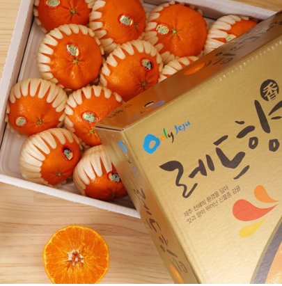  설명절 준비에 새콤달콤 제주 레드향 선물세트