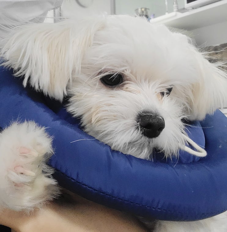 수컷 강아지 중성화 잠복고환 수술  + 잠실 동물병원