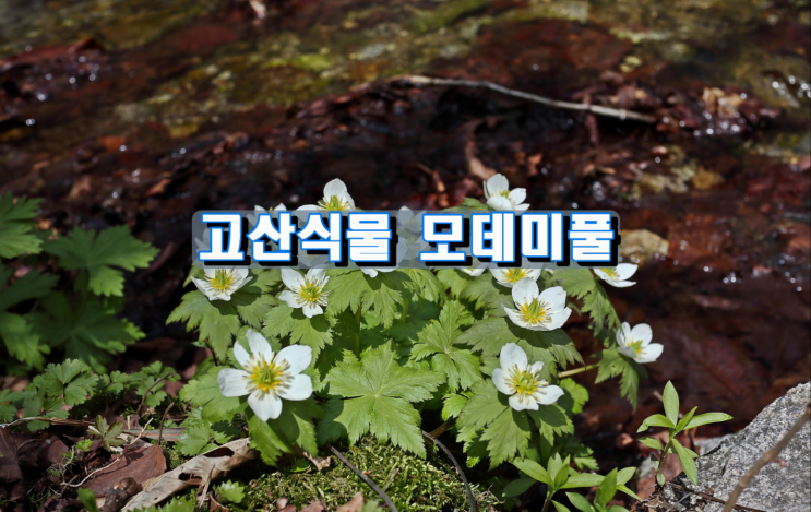 고산식물 모데미풀 고산식물 모데미풀