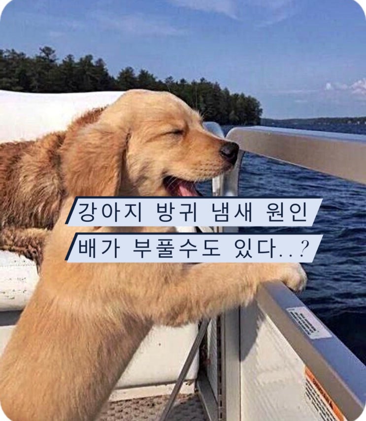 강아지 방귀 냄새 원인과 이유 무엇일까? : 확실한 해결방법 알려드립니다 !