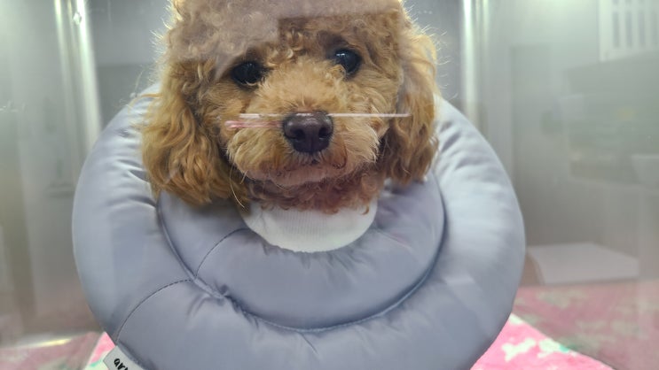 강아지 암컷 중성화수술 + 송파구 동물병원
