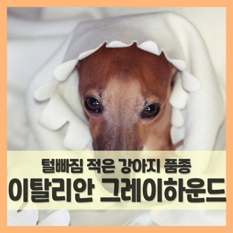  이탈리안 그레이하운드 털빠짐 정말 적을까?