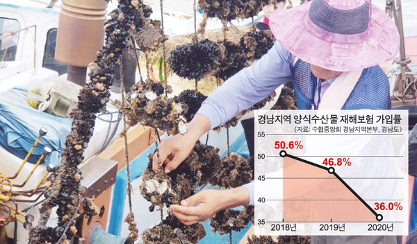 외면 받는 양식수산물 재해보험 외면 받는 양식수산물 재해보험