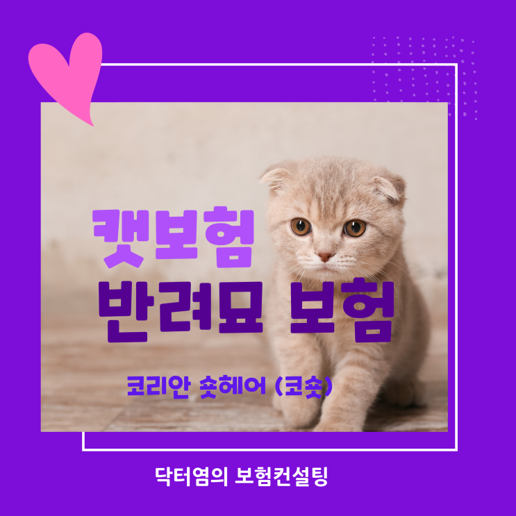  반려묘 보험 캣보험으로 코리안 숏헤어(코숏) 2세 고양이보험료는
