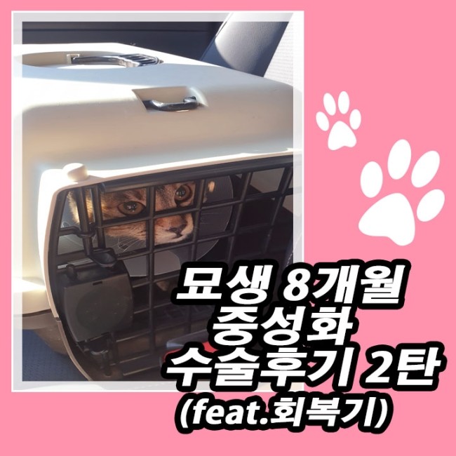고양이 중성화 수술 후기 2탄(feat.회복기&사하구 동물병원)