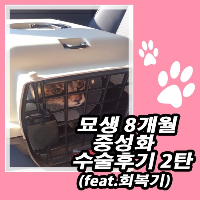  고양이 중성화 수술 후기 2탄(feat.회복기&사하구 동물병원)