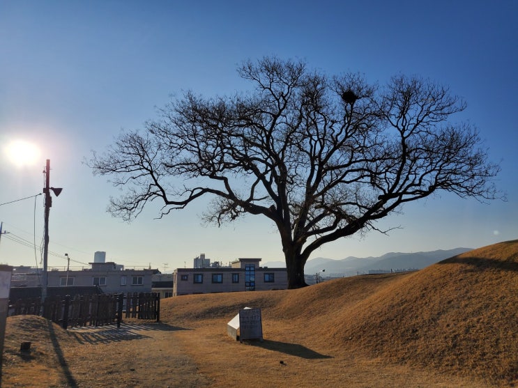  [경산] [영대] 임당고분군 산책다녀왔쏘요! 포토스팟 있음