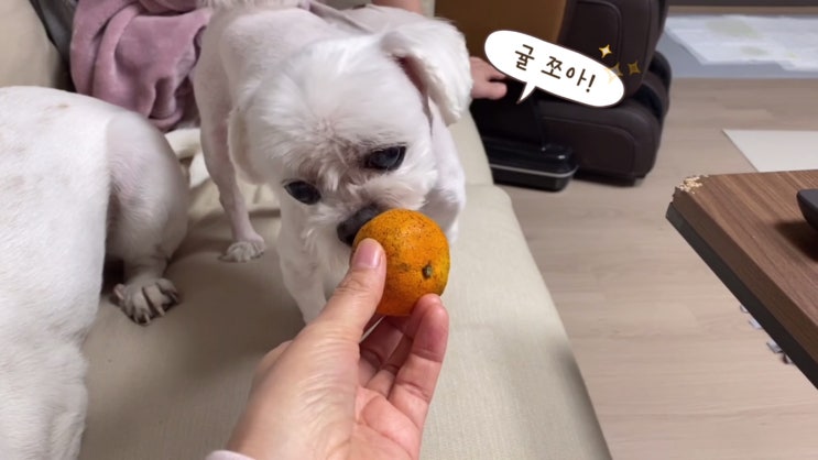  귤은 다 자기가 먹어야 하는 강아지
