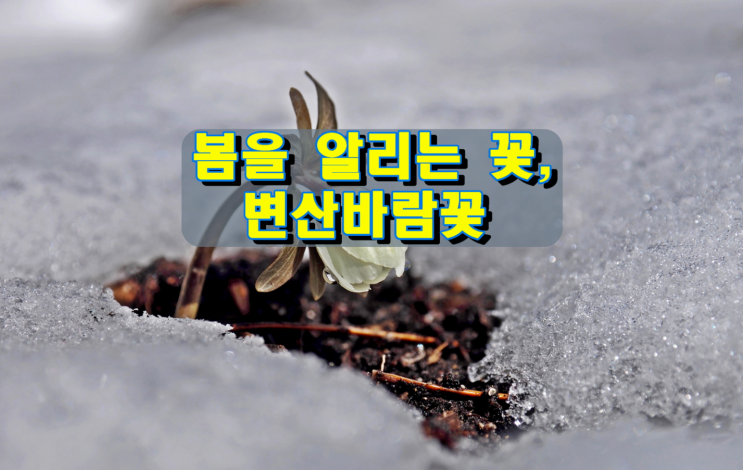 봄을 알리는 꽃, 변산바람꽃 봄을 알리는 꽃, 변산바람꽃