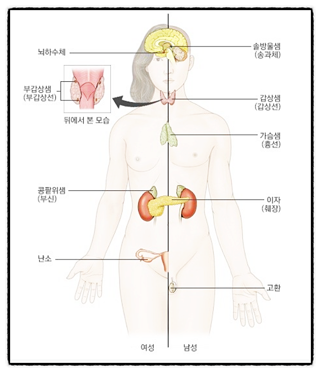  갑상선 증상, 뇌하수체 내분비계, 불면증 만성피로