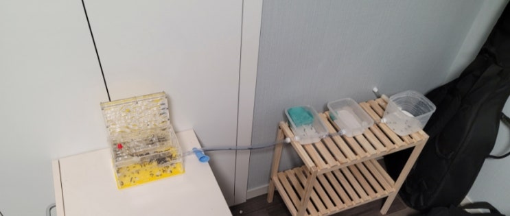  석고 사육장 이사하기!