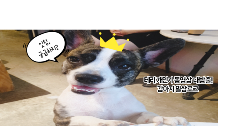  테리의 소소한 일상 영상 챌린지 / 오늘도 함께..