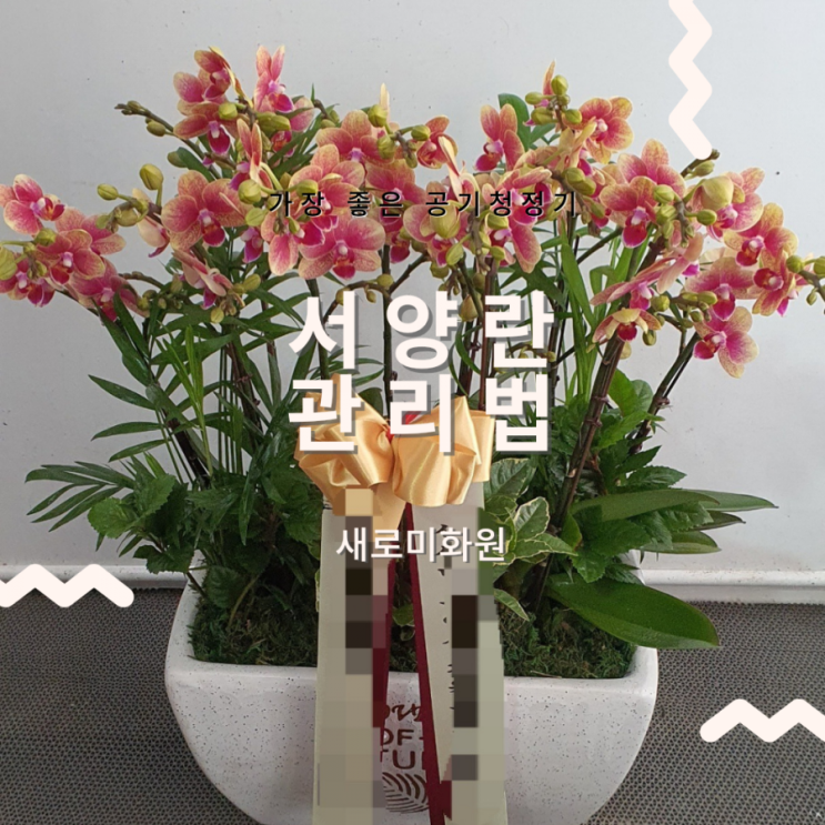  서양란 키우기_서양란 물주는 법 오래가는 난 꽃 피우는 법 호접란 팔레놉시스