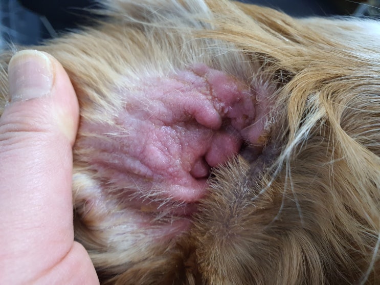 강아지 귓병 스테로이드 처방 후 항생제 감수성 검사 진행