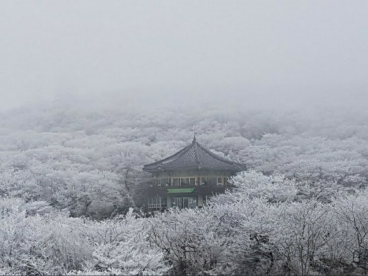 [2년 전 오늘] 제주도 겨울 자유여행 : 한라산 1100 고지 휴게소 / 천백고지 한라산 설경보기 / 눈꽃 탐방로 /겨울 제주도 최고의 매력