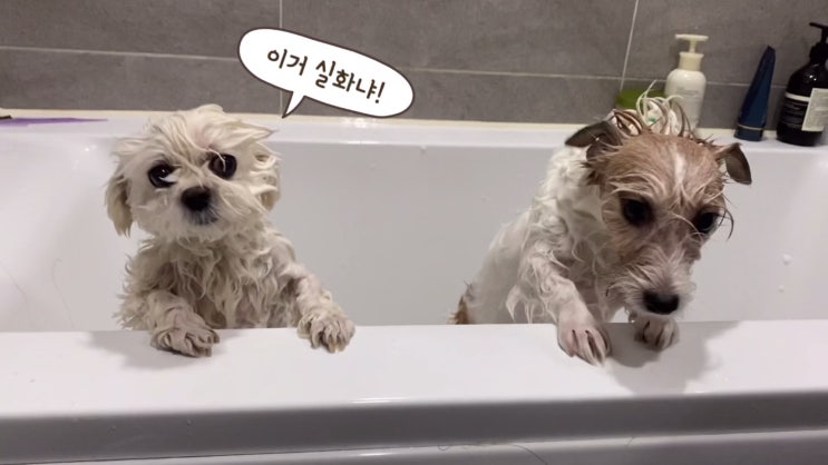  강아지 목욕_목욕이 너무 싫은 강아지들