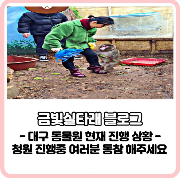  대구동물원 동물학대 최근 진행 상황 (청원동참해주시면 감사하겠습니다)금빛실타래님 블로그폭로