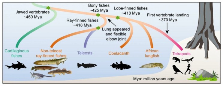 인간과 척추동물은 어떻게 물고기에서 진화했나?