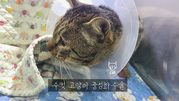 수컷 고양이 중성화 수술 [송파 동물병원]