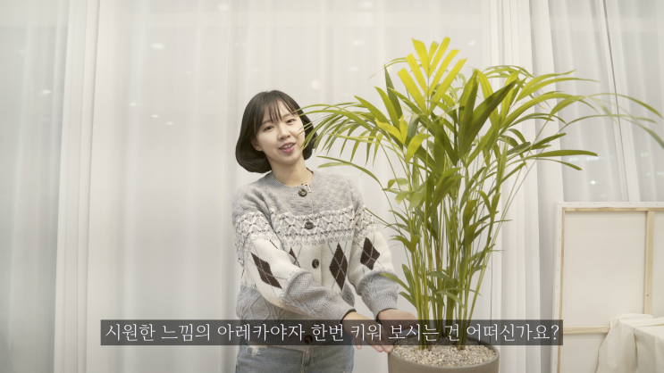  공기정화도 잘되고 플랜테리어에도 좋은 식물?! '아레카야자'