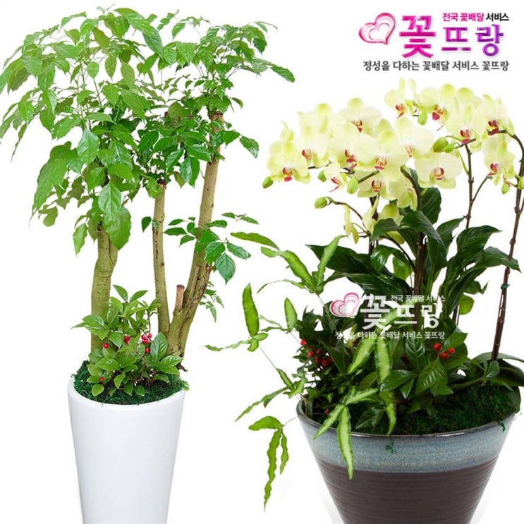  [할인정보] 꽃뜨랑 개업화분 전국당일꽃배달 스투키 행운목 금전수 화환 대형화분 49,300 원 