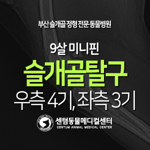  [슬개골 탈구 수술 증례] 9살 / 미니핀 / 우측 4기, 좌측 3기 (부산 수의외과 박사 수술전문 동물병원, 센텀동물메디컬센터)