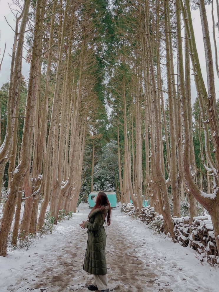 [제주여행] 안돌오름 비밀의 숲, 그 유명한 스냅촬영 출사지! 인스타 핫플레이스 나도 드디어 가봤다!! 눈쌓인 신비로운 편백나무 숲