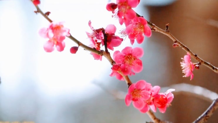  매화(梅花)