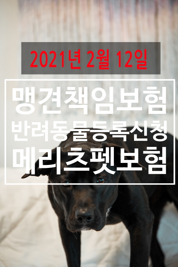  맹견보험의무화 반려동물 등록   신청후 판매가능