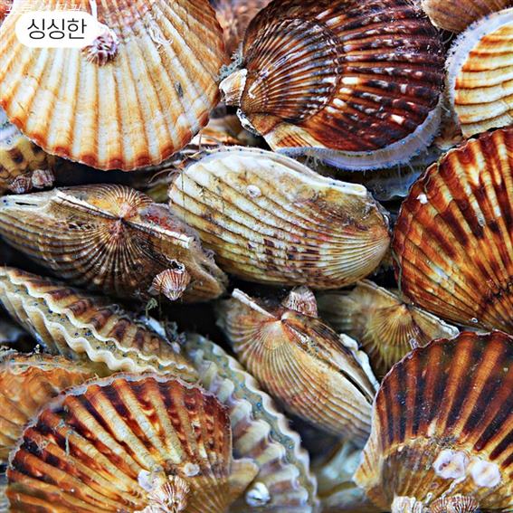  [대박할인] 싱싱한 생물 홍가리비 34,300 원~ 2% 할인︎