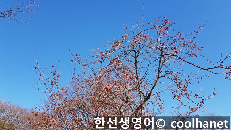 영어속담·명언·고사성어 유지처재도 유지자사경성 대지자부기망 뜻이 있는 곳에 길이 있다 Where There'S A Will There  Is A Way 링컨 벤자민 프랭클린 삶인생 : 네이버 블로그