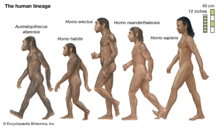인류의 기원 및 인류 탄생과 진화의 역사에 대해 알아봅시다.