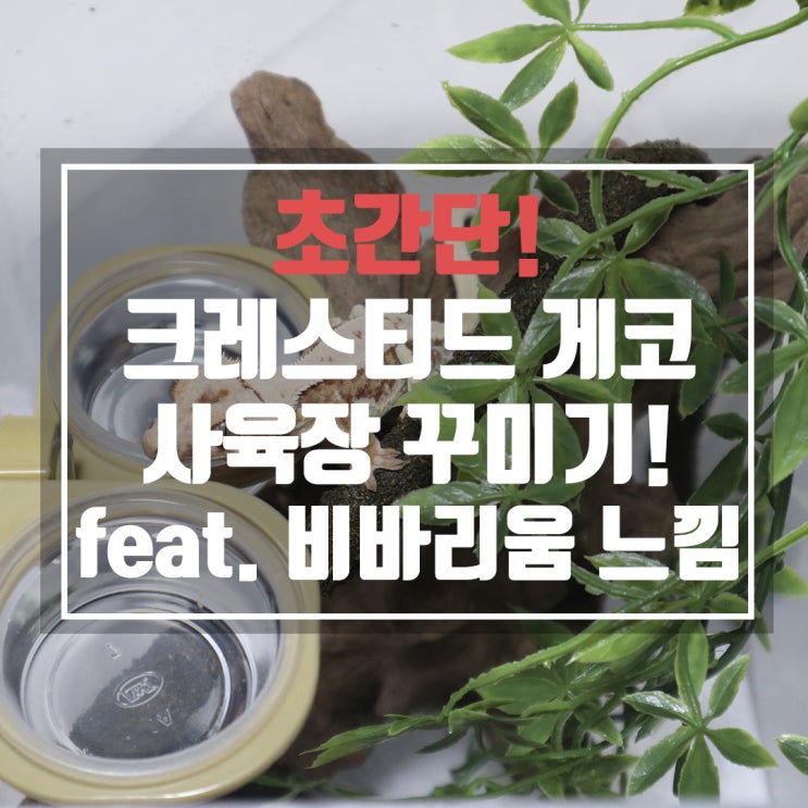 크레스티드 게코 사육장 이쁘게 꾸미기