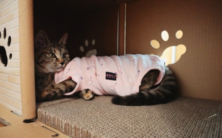  고양이 중성화후#2일차 환묘복 후기(ft.냥19금..?)