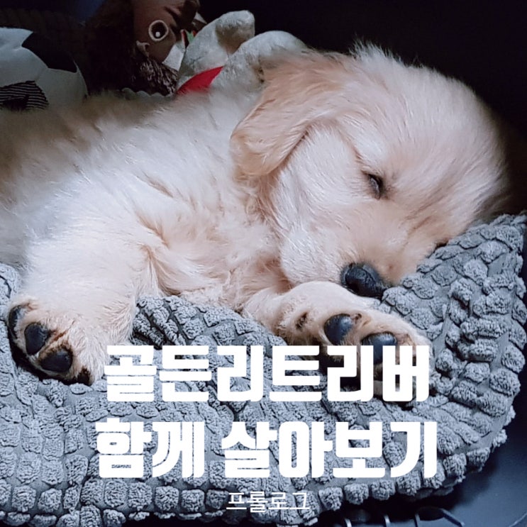  프롤로그...골든 리트리버와 함께 사는 이야기