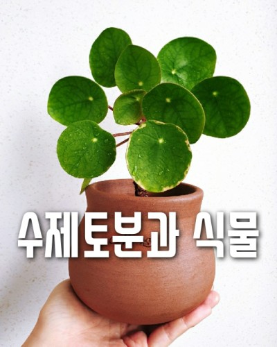  수제토분과 식물의 조합