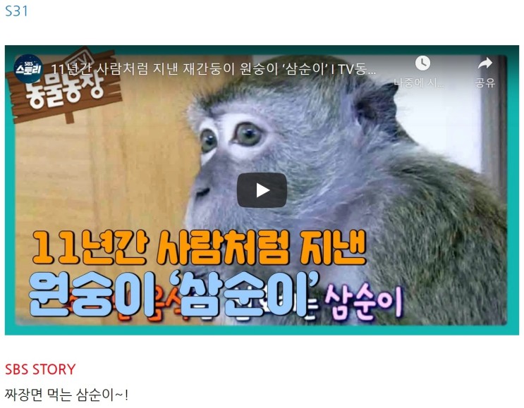 S31 11년간 사람처럼 지낸 재간둥이 원숭이 ‘삼순이’ I TV동물농장 (Animal Farm) | SBS Story