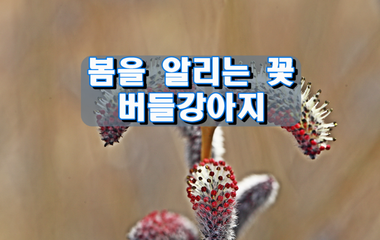 봄을 알리는 버들강아지 봄을 알리는 버들강아지