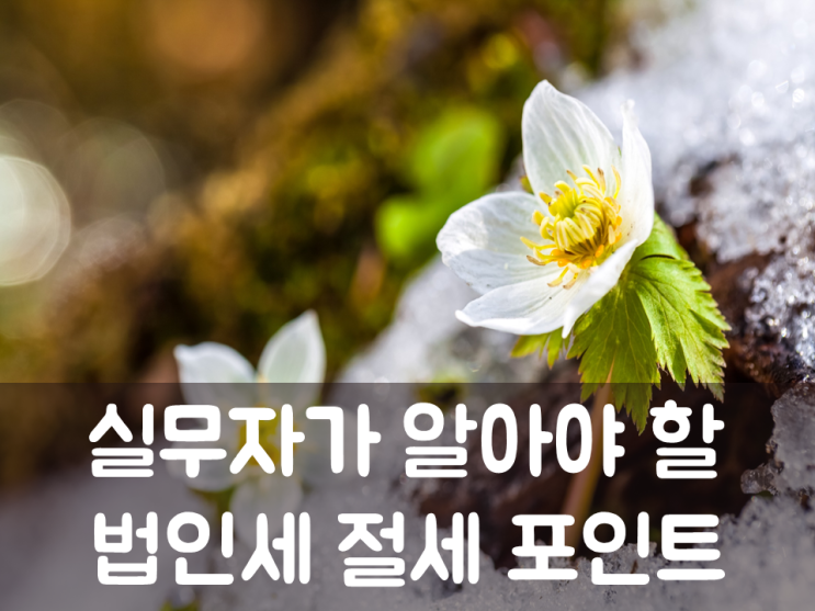  실무자가 알아야 할 법인세 절세 포인트