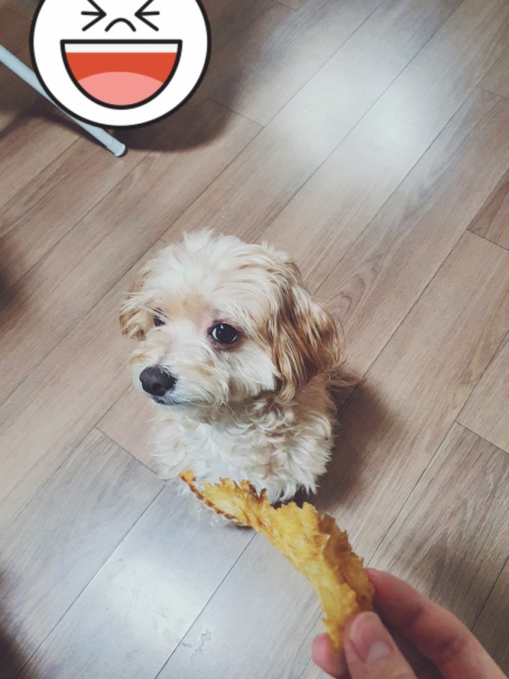  [강아지 수제간식]황태(북어)채:진짜 쉽고 간단한 수제간식 만들기(북어의효능)
