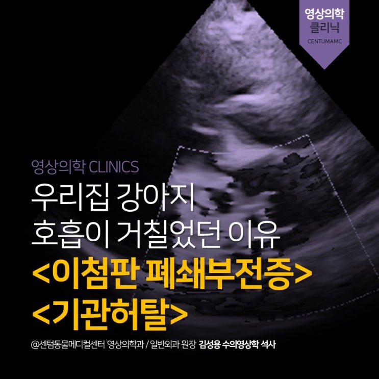  강아지의 호흡이상 <이첨판 폐쇄부전증 & 기관허탈> (부산 노령견 심초 전문 동물병원, 센텀동물메디컬센터)