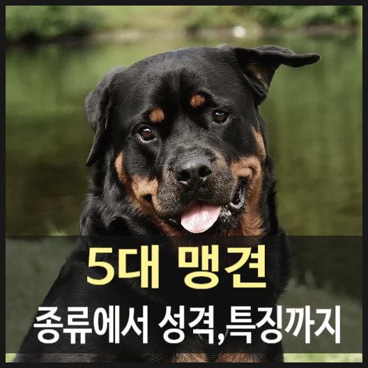  5대 맹견 종류 성격, 특징까지