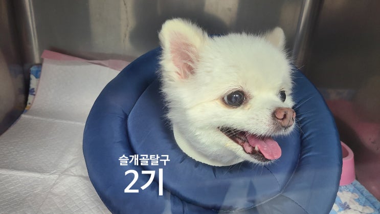 강아지 슬개골탈구 2기, 설화의 수술과 입원과정 - 잠실 동물병원