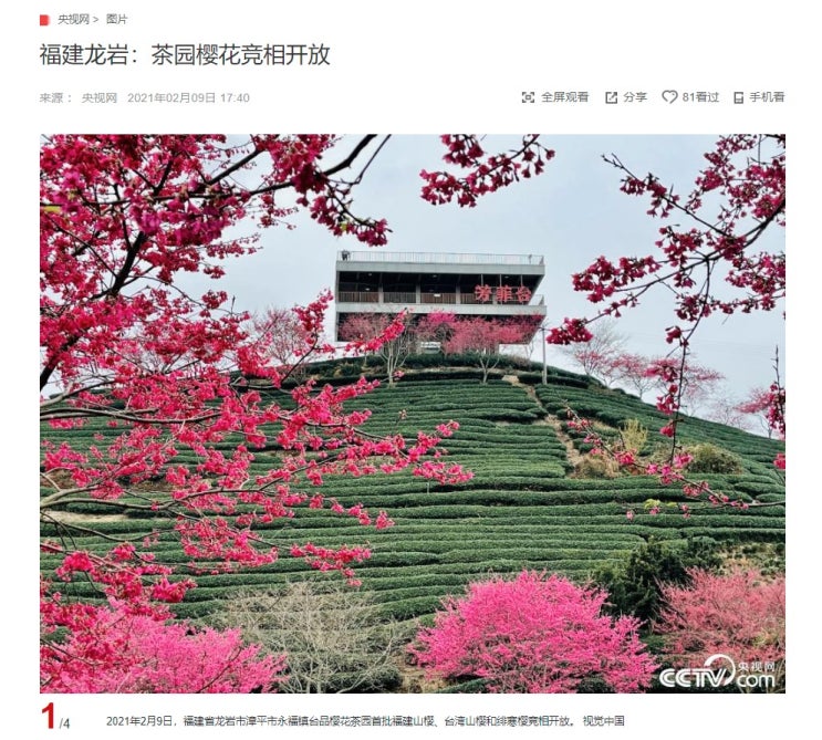 "벚꽃·차농원의 벚꽃 개화" CCTV HSK 생활 중국어 신문 기사 뉴스 공부