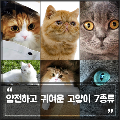 얌전하고 귀여운 고양이 종류, 7품종은? : 네이버 블로그