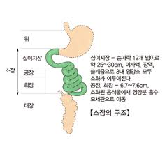 소화기계검사 내시경조영술 위장관삽입 총비경구영양 t-tube 적응증주의사항 성인간호학정리