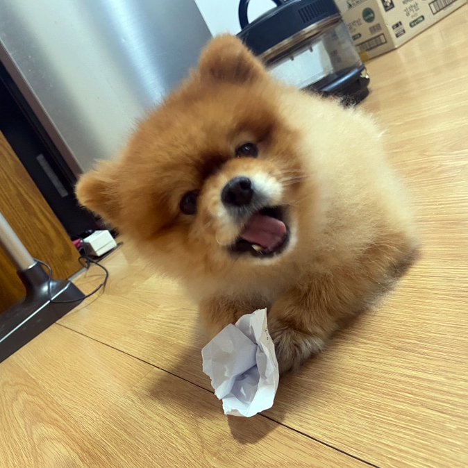  강아지노즈워크간식 추천 애견수제간식 마라피키 반려견간식